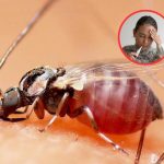 &iquest;Qu&eacute; es el virus Oropouche (OROV) y cu&aacute;les son sus s&iacute;ntomas?
