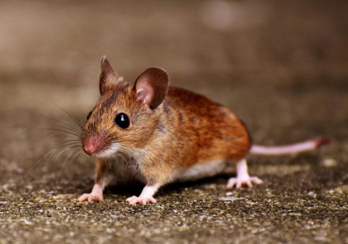 RATON